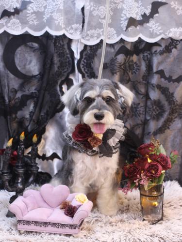 20231006パピコくん